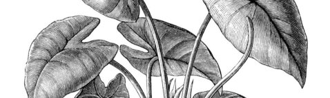 24e Symposium romand de physiothérapie et d'ostéopathie